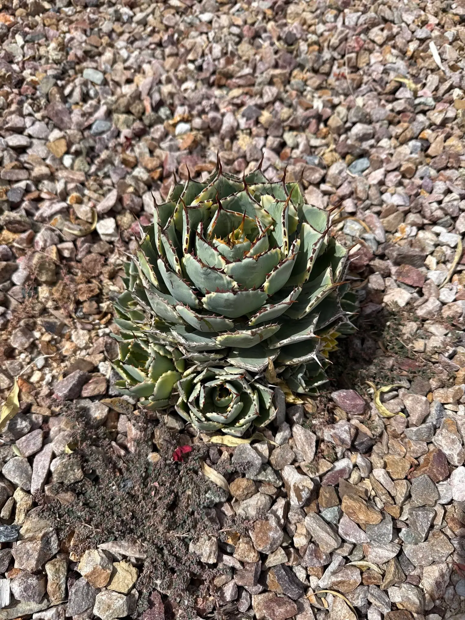 Agave and cactus planting in a desert rock landscape in Tucson, Arizona