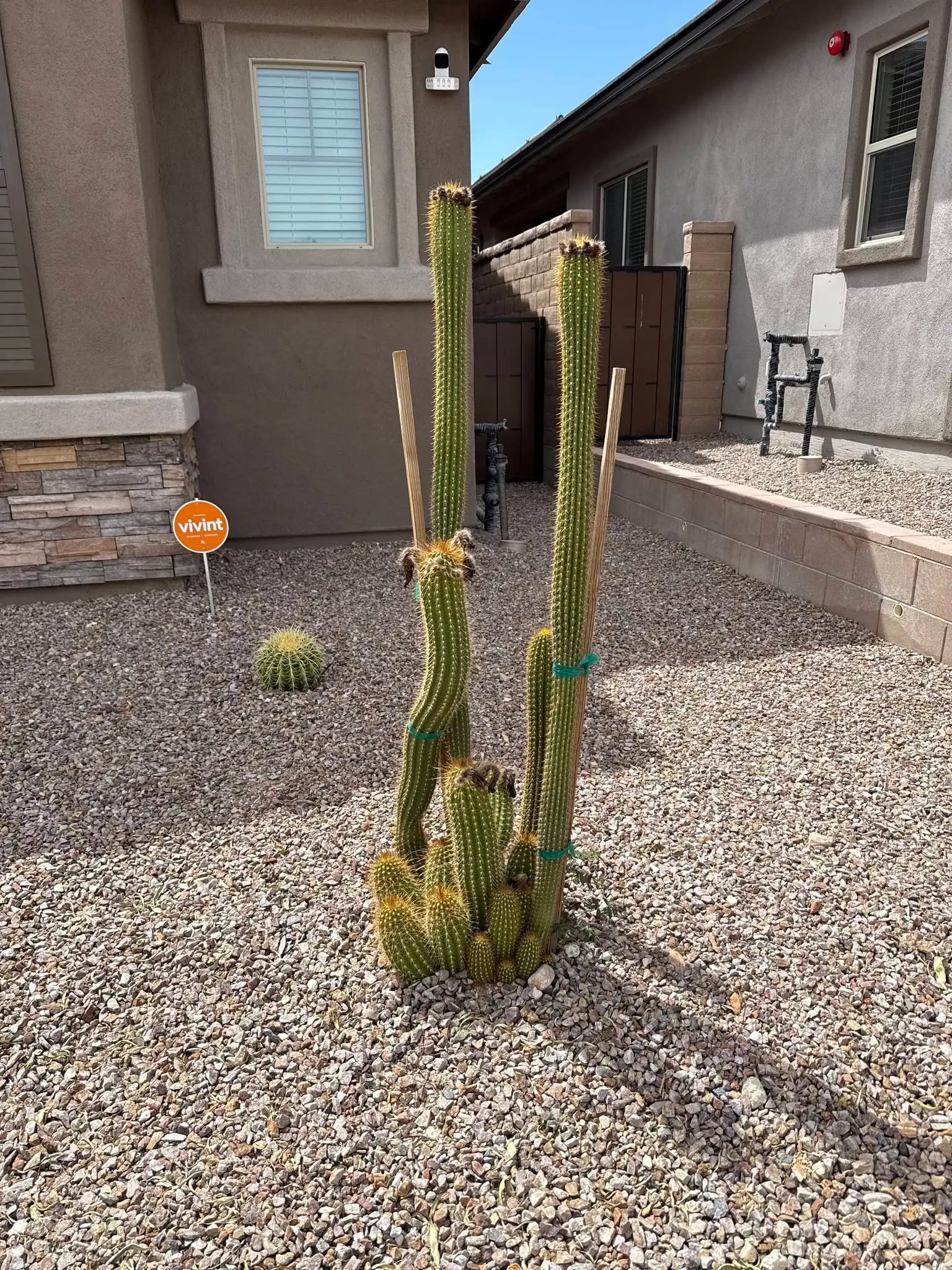 Desert cactus and decorative rock maintenance in Marana, Arizona
