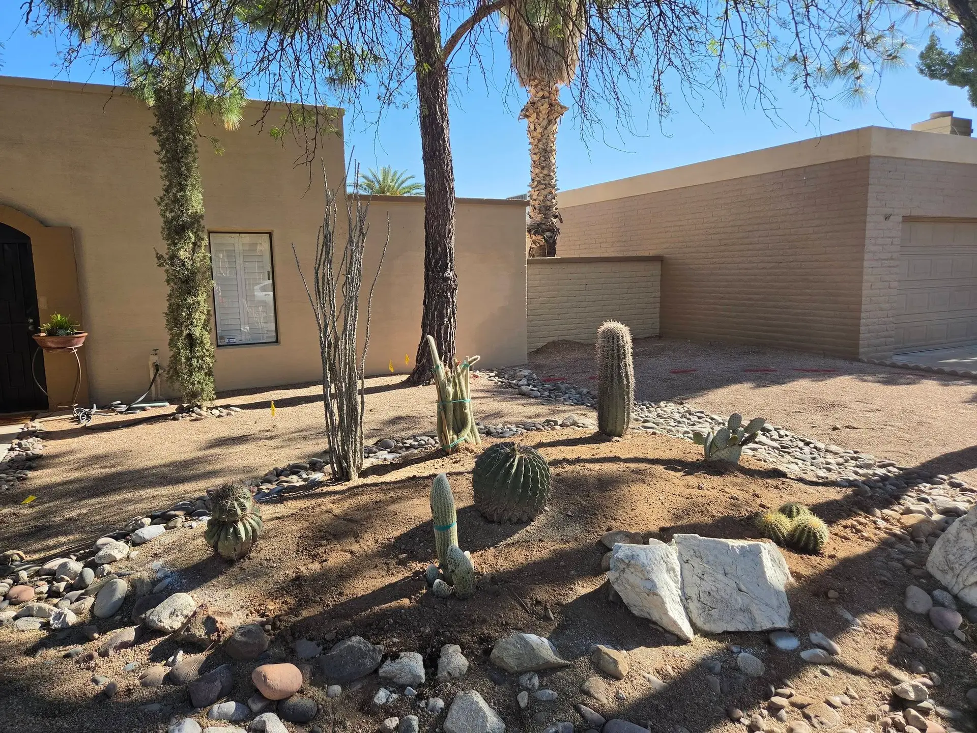 Desert xeriscape with cactus, river rock, and fresh planting maintained by Big Ants Landscaping in Tucson, Arizona