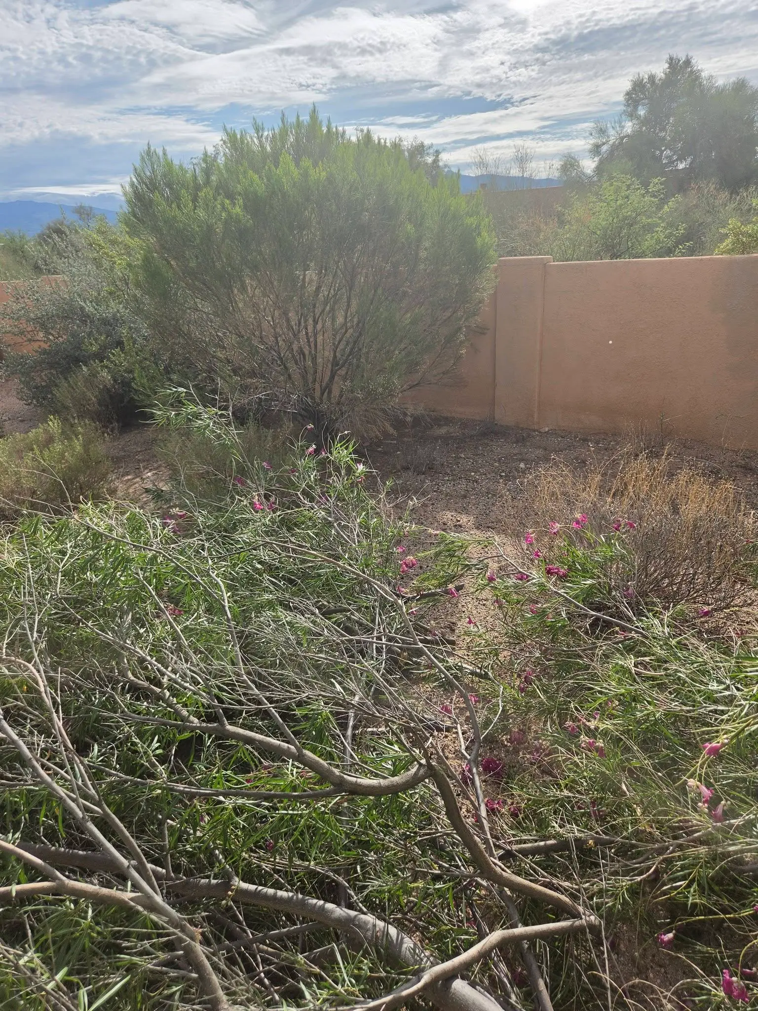 Desert shrub trimming and cleanup service in Tucson, Arizona