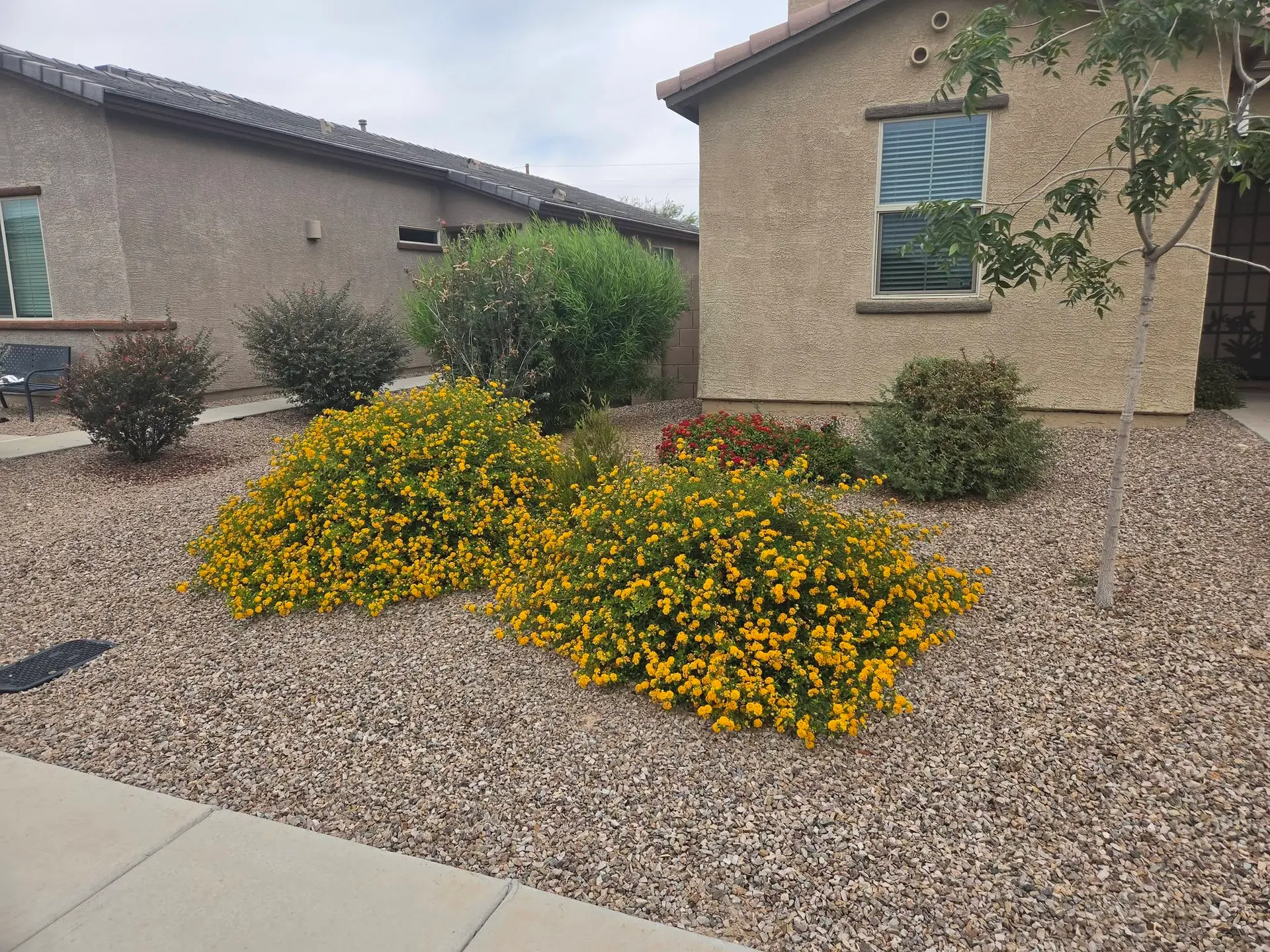 General residential landscaping and maintenance work on a desert lot