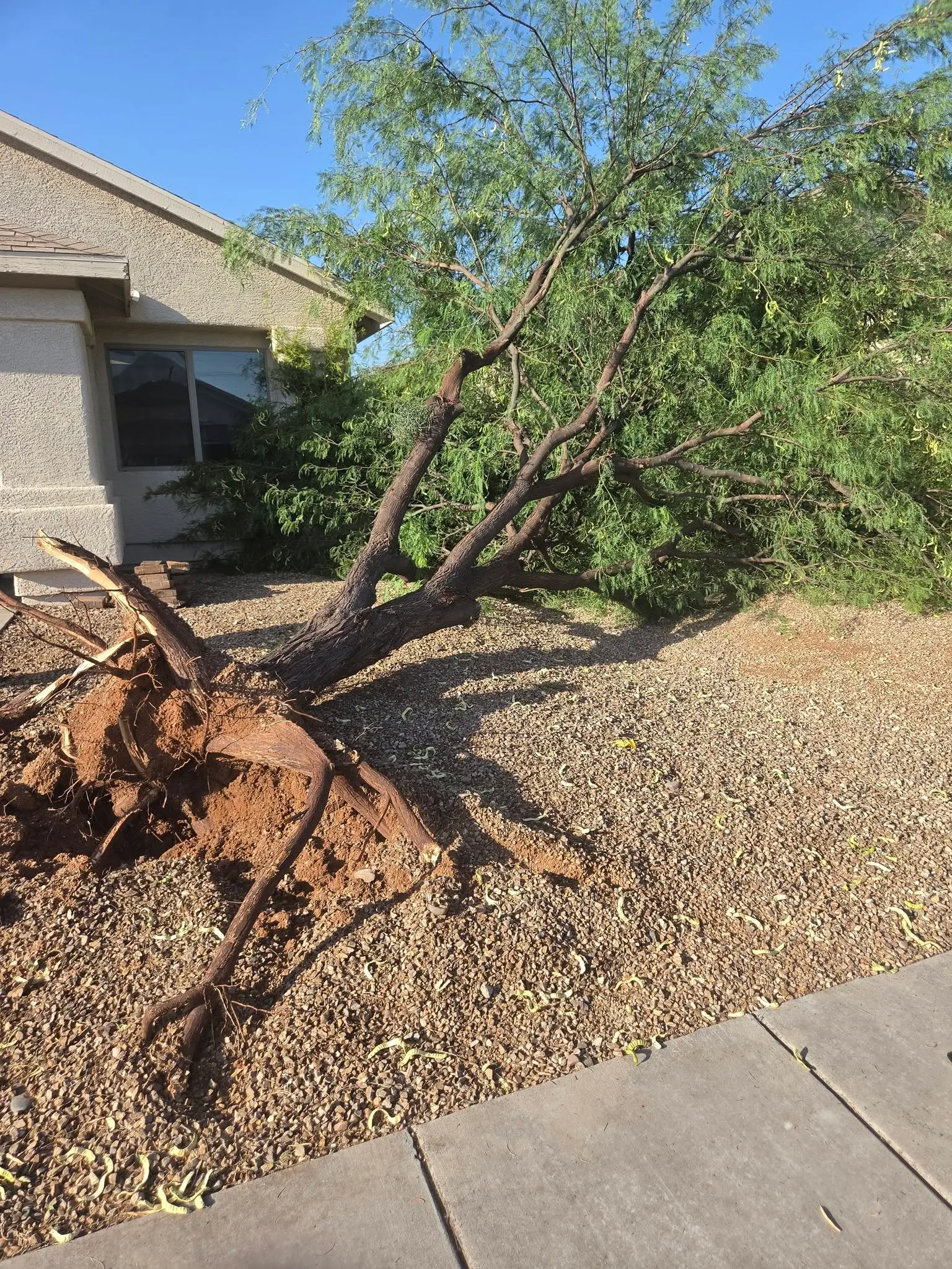 Storm damaged fallen tree removal service in Tucson, Arizona
