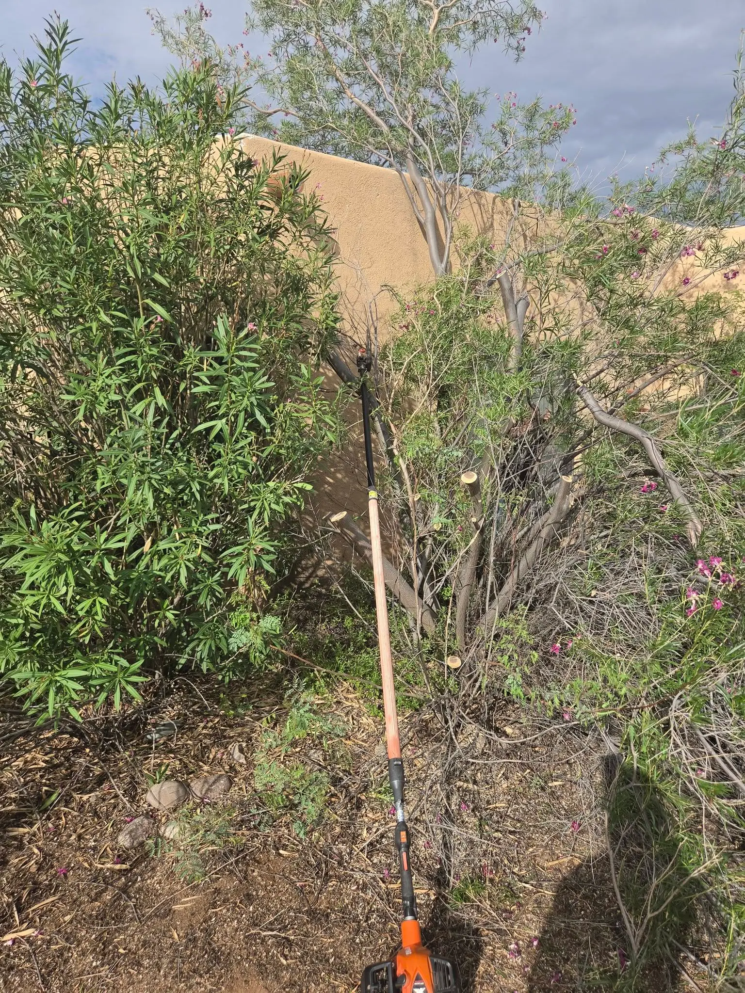Tree trimming and shrub pruning on a Tucson desert property